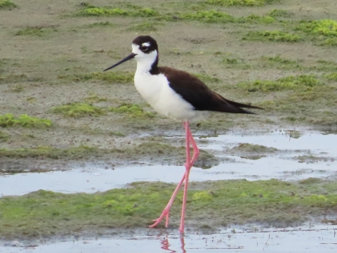 black & white bird on long pink legs in water and mud