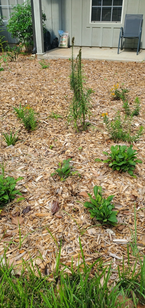 Liatris beginning to sprout surrounded my butterfly milkweed and dwarf tickseed