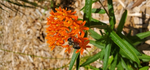 Bee in orange flowers of the butterfly milkweed. 