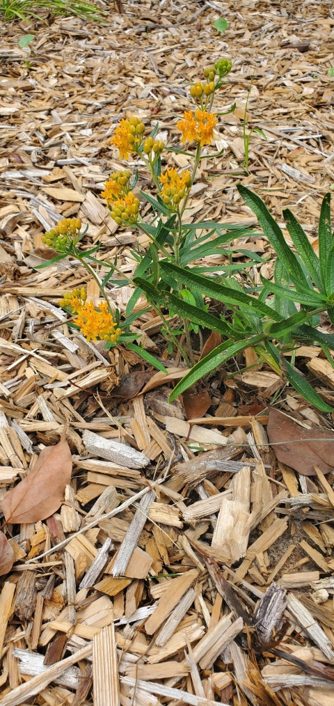 Yellowish orange flowers of the Butterfly milkweed surrounded by mulch