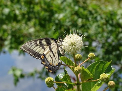 Yellow & black swallowtail butterfly on white spiked buttonbush flower