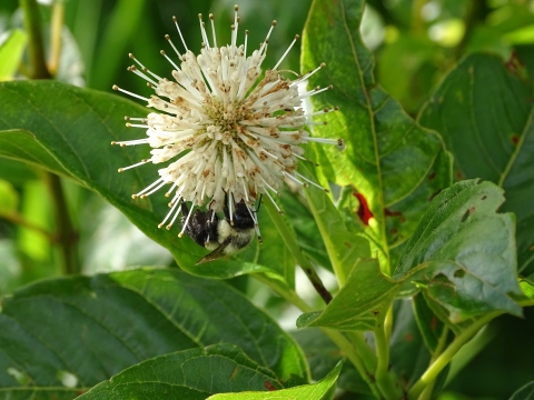 White, round, spiked flower with bumblebee amidst green leaves