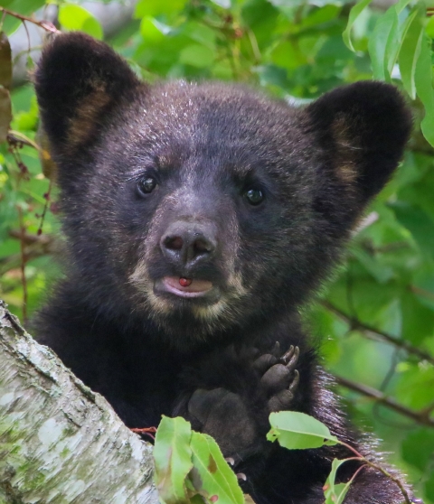 Black bear cub in tree with red berry in mouth