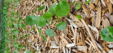 Pennywort (Hydrocotyle spp.)