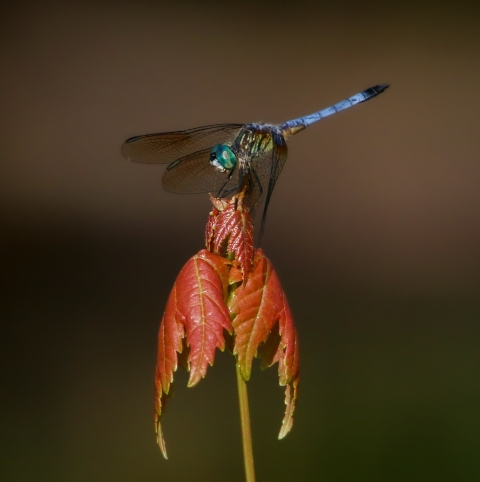 Blue-bodied dragonfly sits on red maple leaf