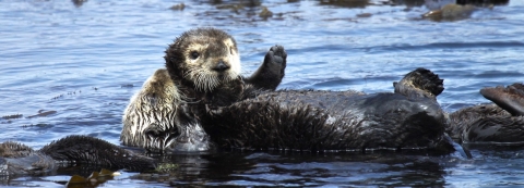 Mother sea otter carries her pup in the water