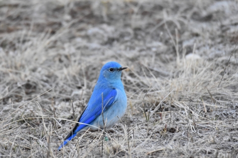 A bluebird standing in dried grass.