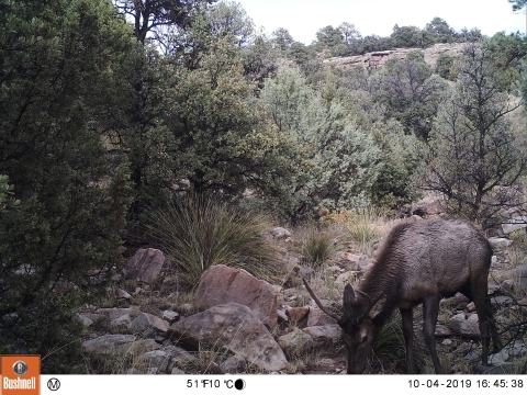 elk moves in middle of rocky trail