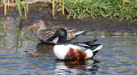A pair of ducks, one with a green head and white breast, the other brown, swim near shore.