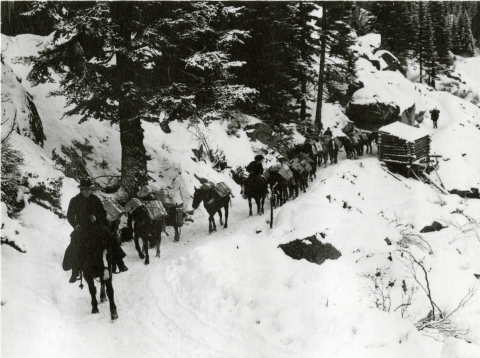 A black and white photo of a line of horses, some with riders, some with loads, on a steep snowy trail.
