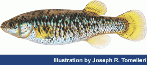 Drawing of a small fish