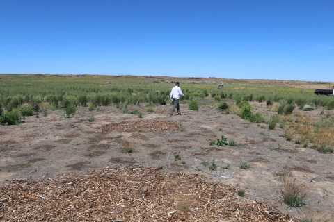 A man walk through a bare area surrounded by vegetated areas. Bark can be seen on the ground.