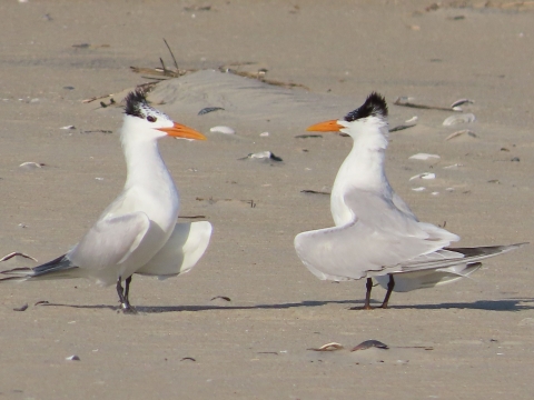 Two royal terns white with black crest and orange bils face each other on a sandy beach
