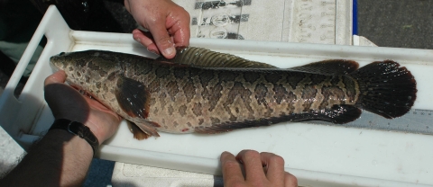 a brown speckled fish on a measuring board
