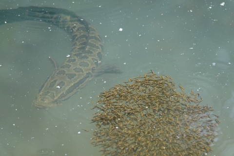 a snake looking fish guarding its young in the water