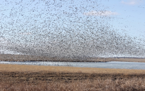 A large flock of birds fills the air over a wetland.