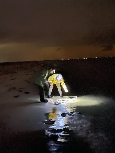 two people with headlamps look at horseshoe crabs on the beach at night