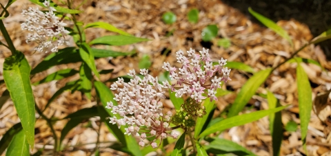 Picture of the white flowers of the white swamp milkweed. Green leaves and brown mulch in the background.