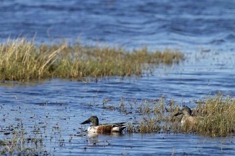 Northern Shovelers