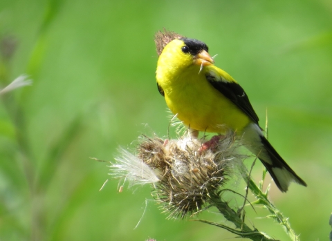 American goldfinch easting seeds of plant