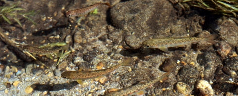 Baby salmon and trout swim in a natural streambed in Alaska's Mat-Su Valley, their coloring helps them to blend in with the rocks and vegetation to avoid predators.