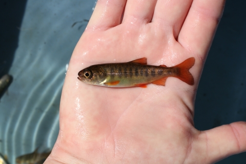 Baby coho salmon in the palm of a fisherman's hand.