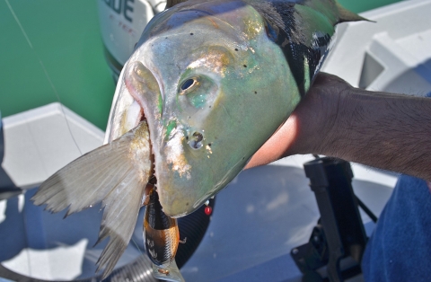 a large trout being held with a smaller fish's tail hanging out of its mouth.