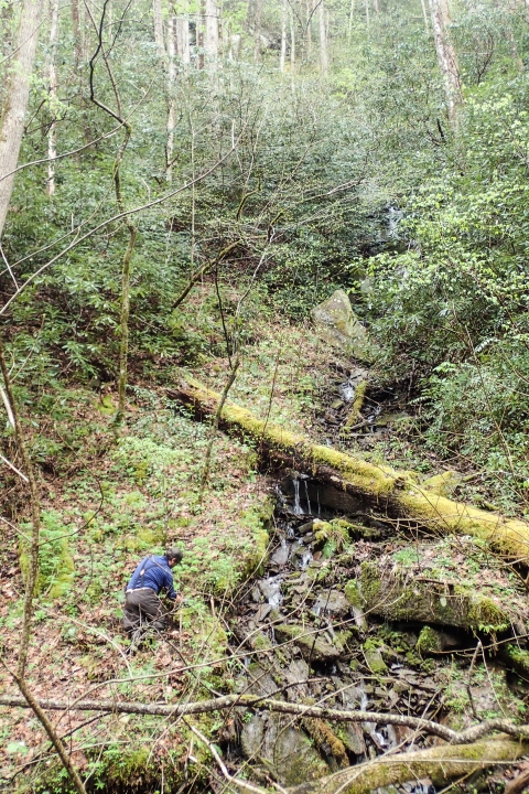 Lone person on their knees, searching the forest floor on a steep, forested slope beside a small stream