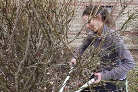 Person cutting a shrub with loppers