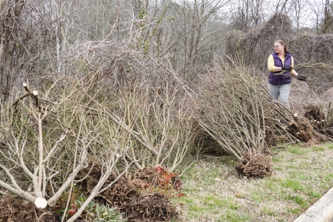 Person surrounded by shrubs that have been pulled from the ground