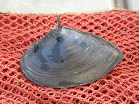 Freshwater mussel with a prominant spine at the top of its shell sits on a red net