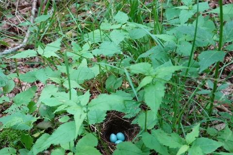 Trio of blue bird eggs in a ground nest