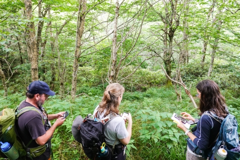 Three people standing in a forest looking at cell phones