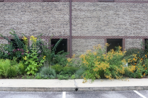 Flowering plants in front of an office building