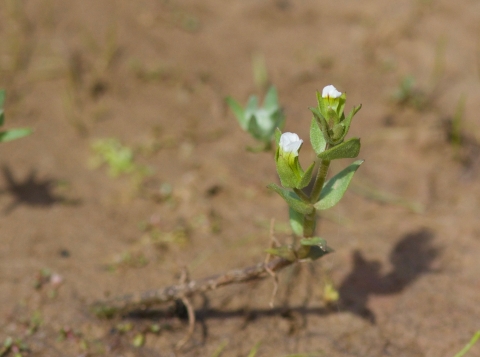 a small plant with white flowers attached to an above-ground root grows in the mud