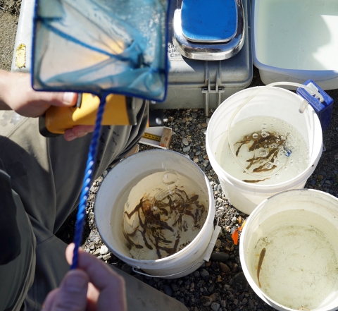 Baby salmon caught in traps are being held in five-gallon buckets before they get measured and counted.