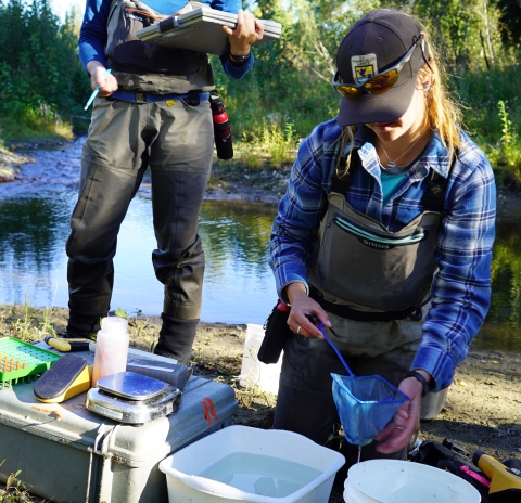 A female biologist in waders and a black ball-cap carefully scoops a baby salmon from one bucket to another in preparation to measure it, and waiting in the background is another biologist with a clipboard ready to take down the data.