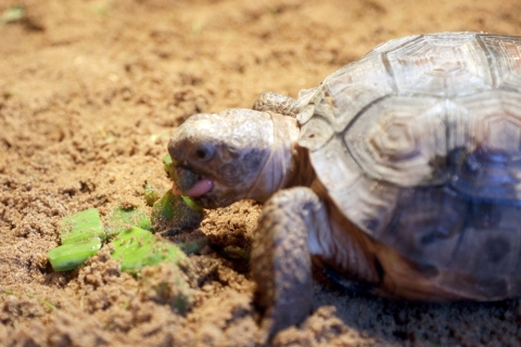A baby gopher tortoise in sandy soil eats cut up grass. 
