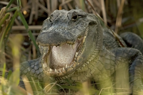 American Alligator