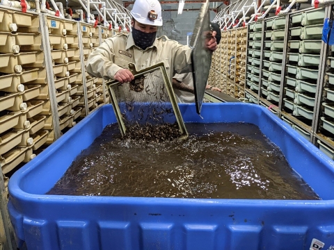 Hatchery employee wearing mask and hard hat uses screens in a big blue pool holding fish.
