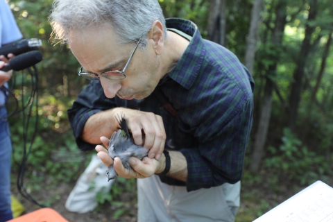 biologist holds a bird and blows on its feathers 