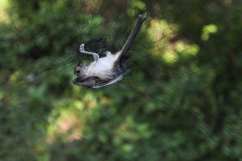 bird hangs upside down after its been caught in a banding net 