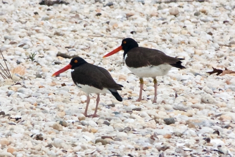 pair of American oystercatchers on rocky beach