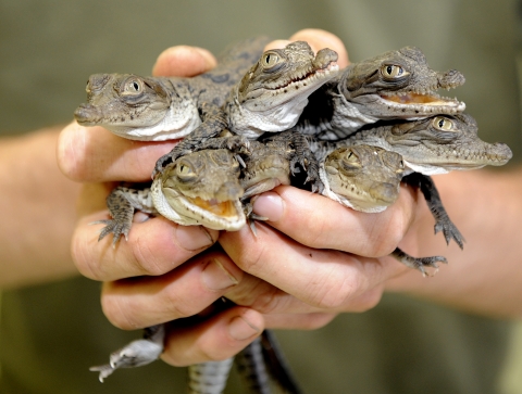 A handful of baby crocodiles