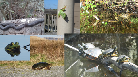 A collage of snakes frogs and turtles. The image includes smaller images of a black rat snake, green tree frog, cottonmouth snake, American bullfrog, common snapping turtle and yellow-bellied sliders.
