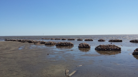 Two rows of large five foot by ten foot bags of welk shells line the shore. The bags are placed on an angle with gaps between each structure. The full height of the bag can be seen at low tide. 