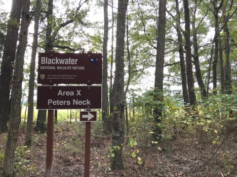 In front of a forest a brown sign reads, "Blackwater National Wildlife Refuge: Area X Peters Neck." Below the sign there is another sign with an arrow pointing right.
