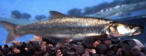 Small silver-colored fish