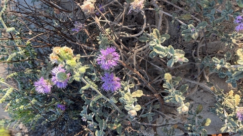 Purple crown flourescent flowers and rugged oval leaves, light mint green in color growing out of sand substrate.