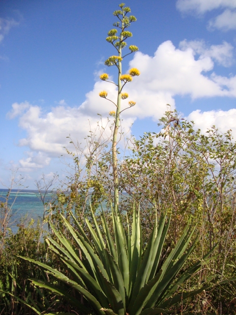 green plant with yellow flowers on a long stem